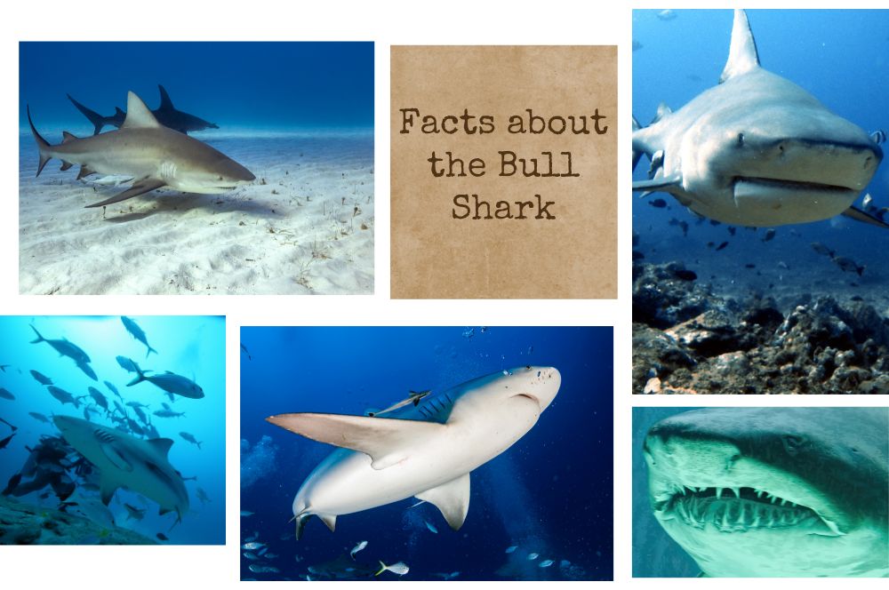 Fascinating Facts about the Bull Shark…