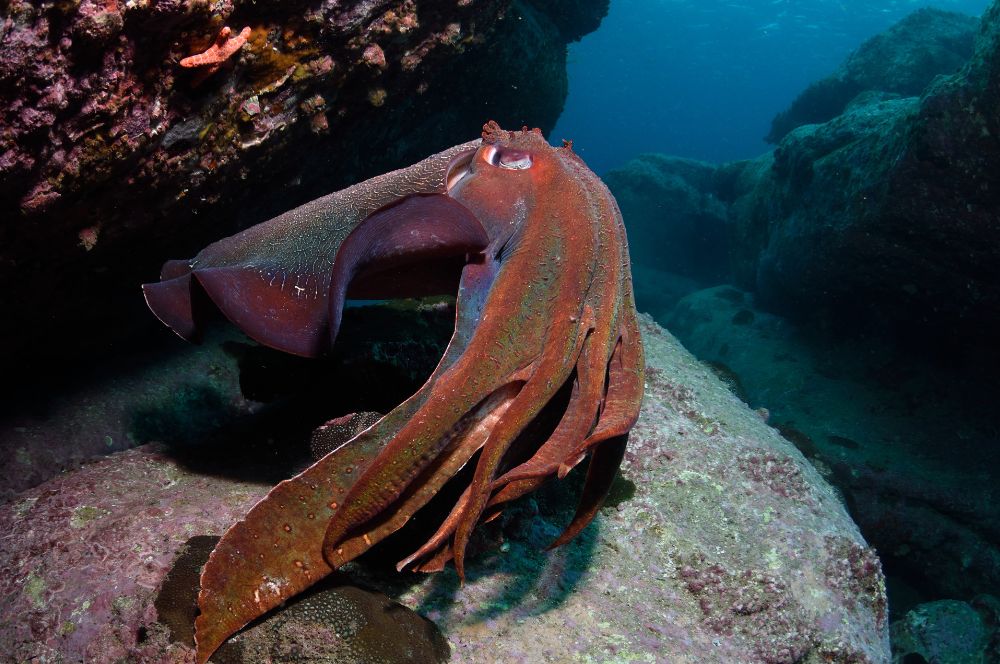 A photograph of a cuttlefish giant showcasing its impressive appearance and abilities in the ocean.