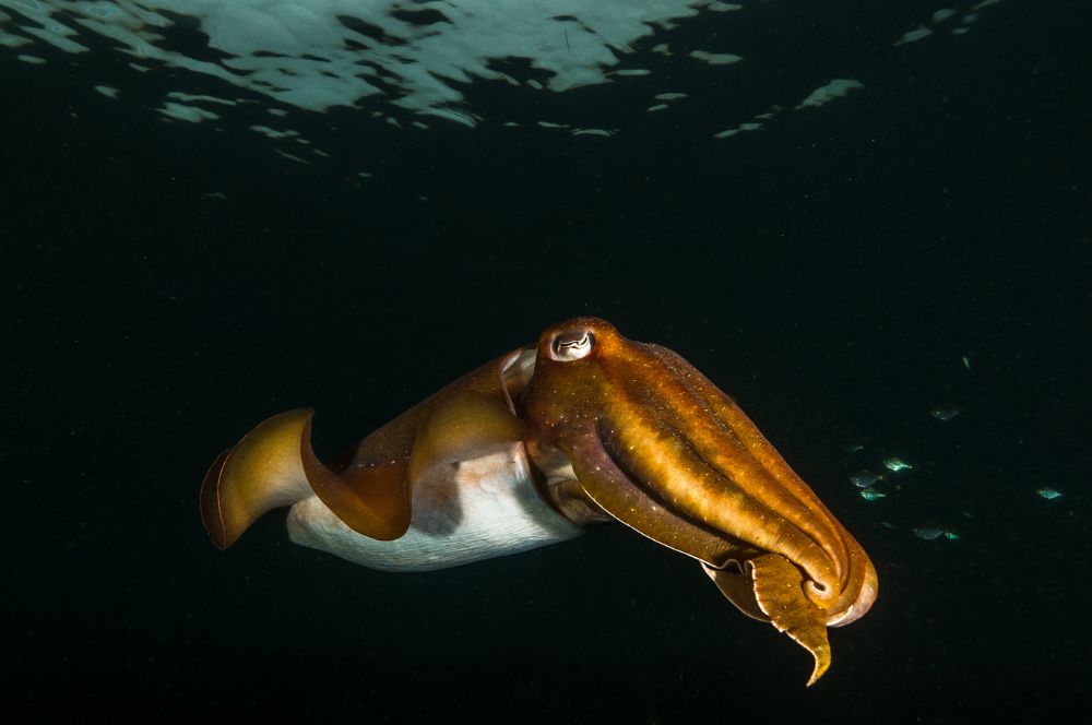 Giant Cuttlefish at sunrise