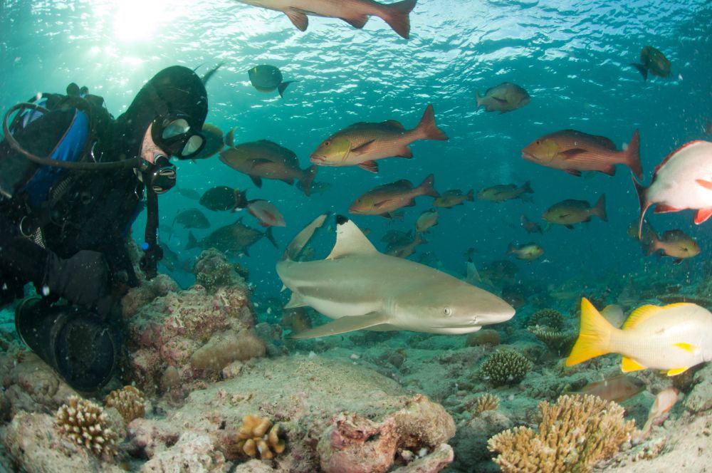 A diver looking at a shark in the underwater world
