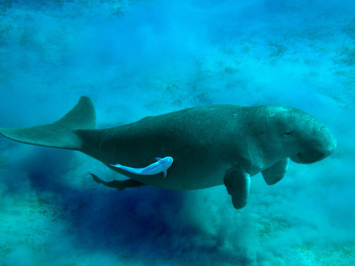 dugong on the great barrier reef