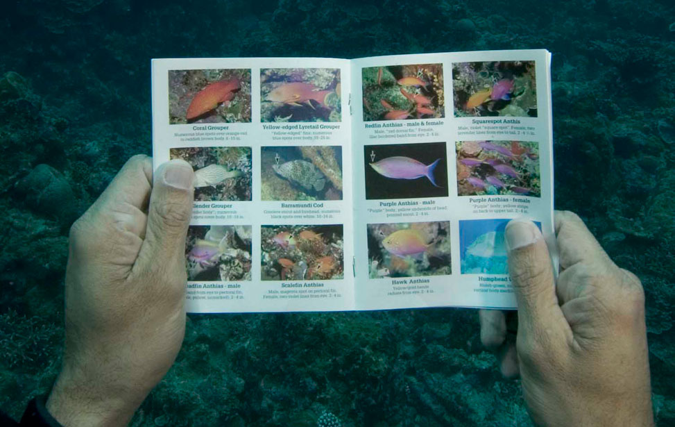 Marine Life Identification