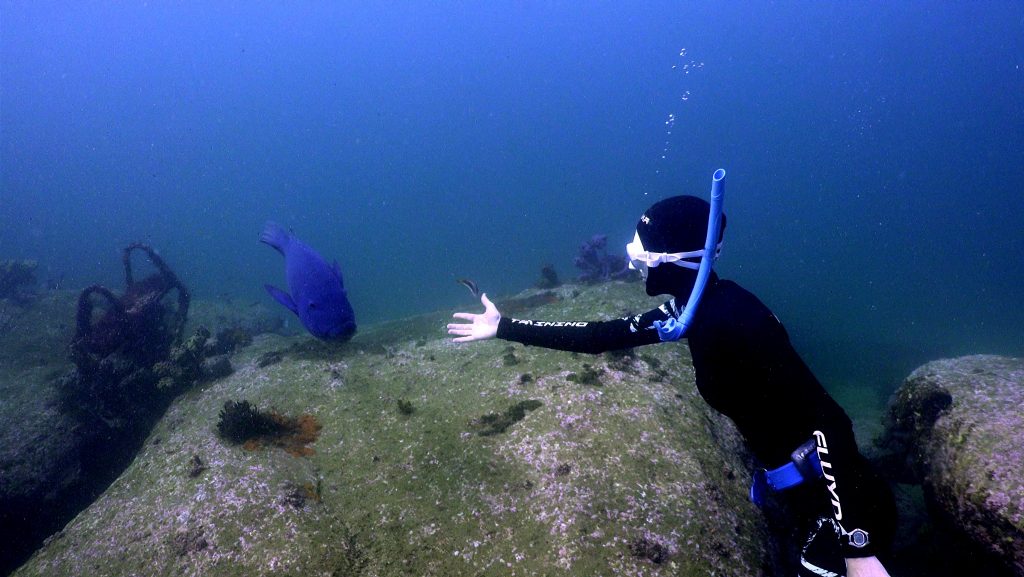 A person freediving in Sydney, Australia and observing the marine life