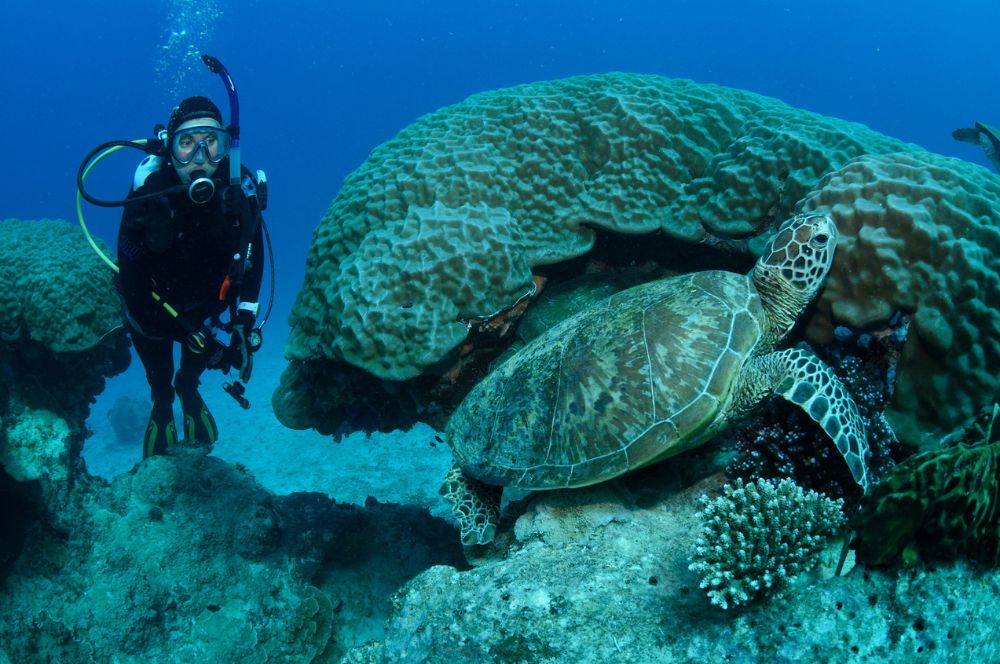 Diver with a turtle on the great barrier reef