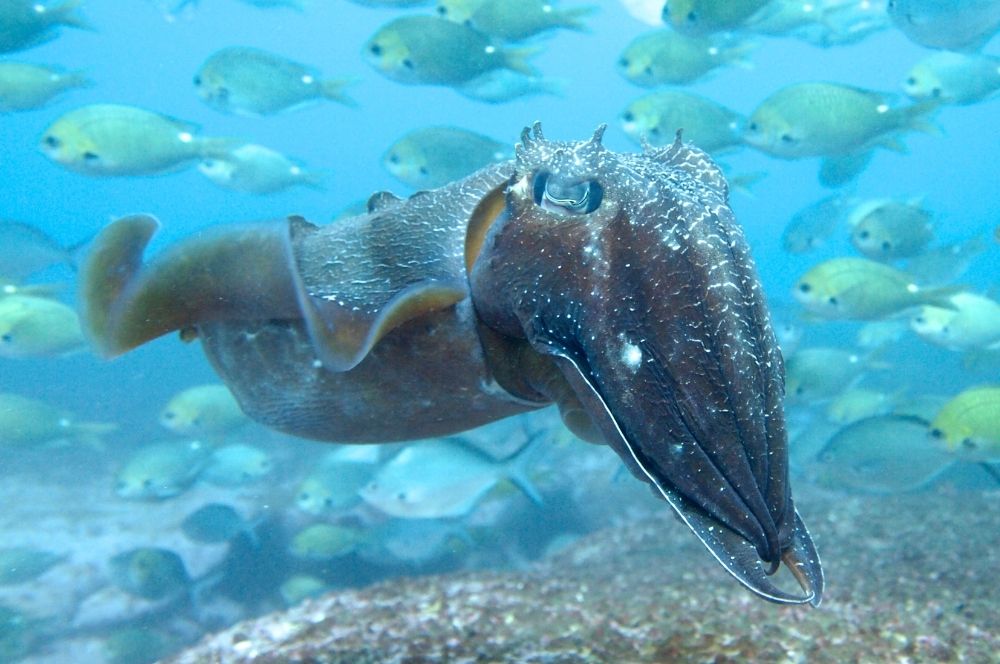 giant-cuttlefish.jpg