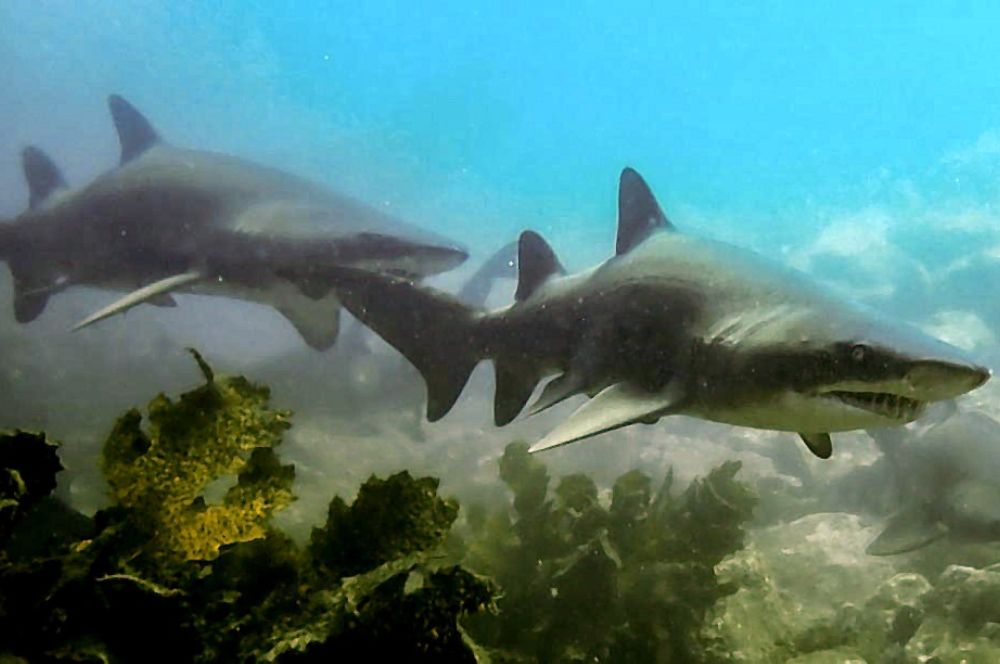 grey nurse sharks at the shore dive at Bush Rangers Bay