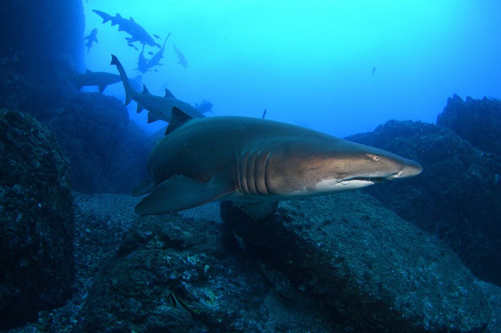Grey nurse sharks in their habitat, including rocky caves and inshore rocky reefs