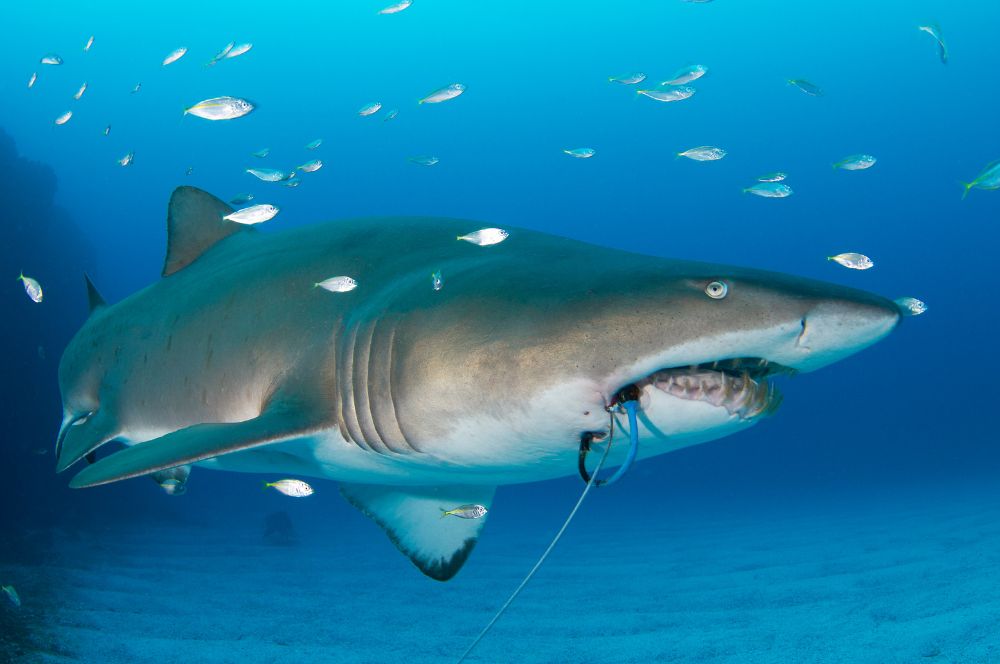 Human-caused threats to grey nurse sharks, such as pollution and fishing practices