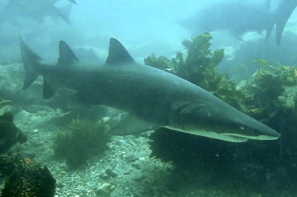 Grey Nurse Sharks at Bushrangers Bay