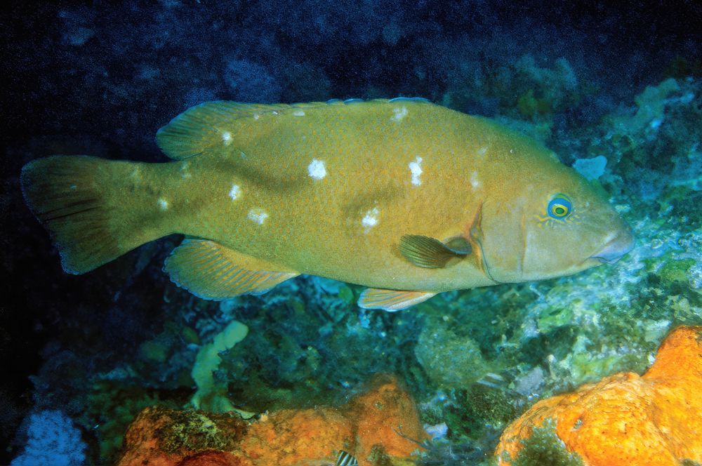 A picture of a Green Female Blue Groper transitioning to a Cobalt Blue Male