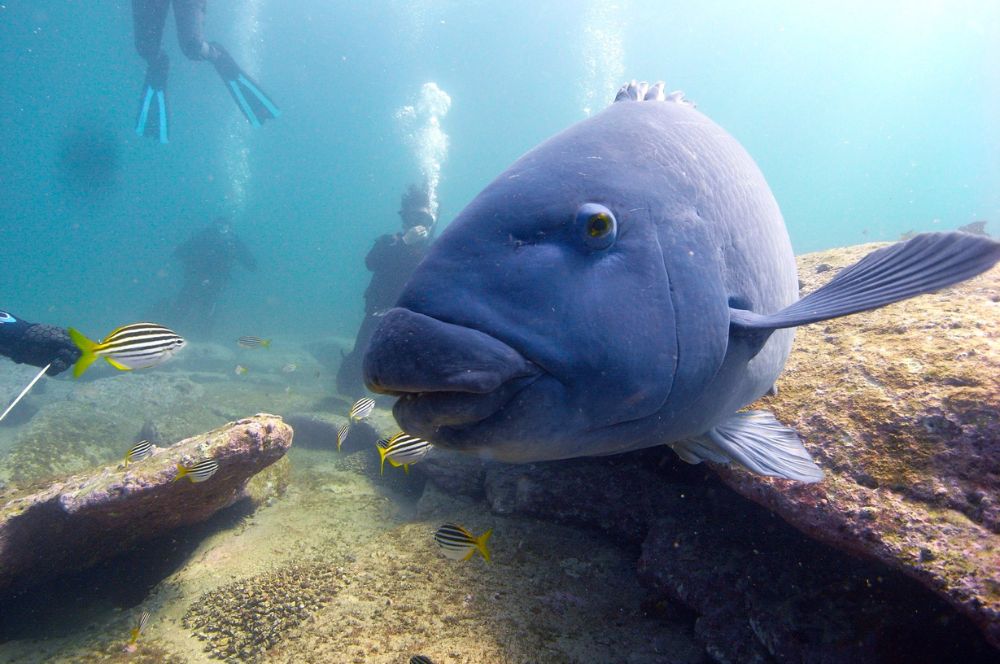 Blue Groper with divers in Camp Cove