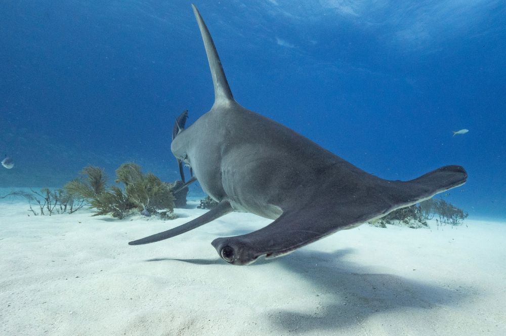 A smooth hammerhead shark swimming in the ocean with its light gray color