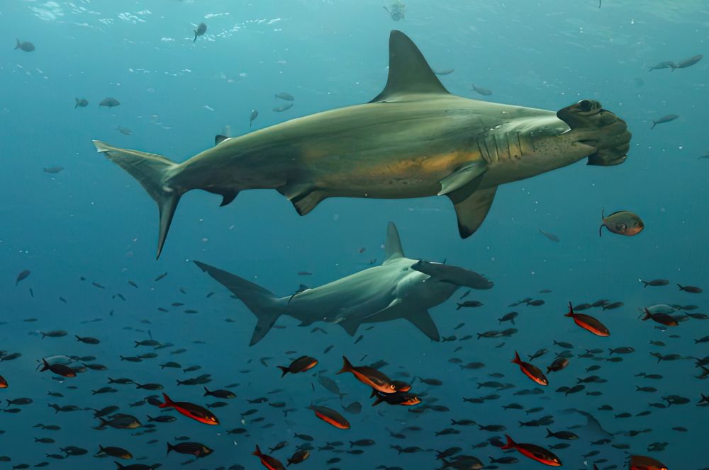 A hammerhead shark hunting for prey in the ocean