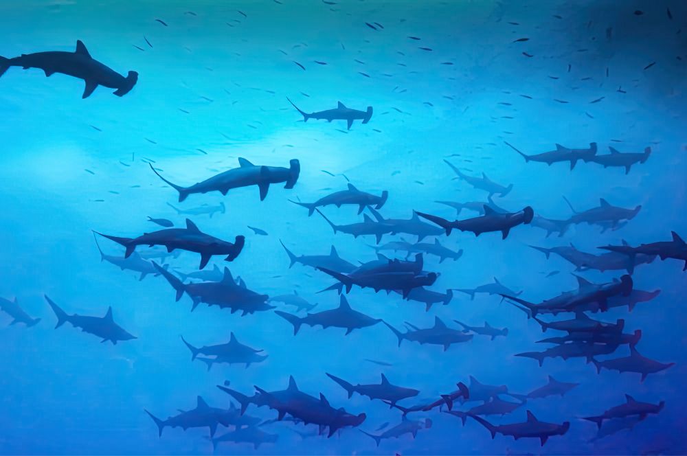 Schooling hammerhead shark swimming in the ocean 