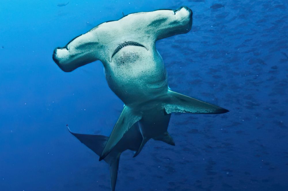 A picture of a scalloped hammerhead shark swimming in the ocean with its dark spots