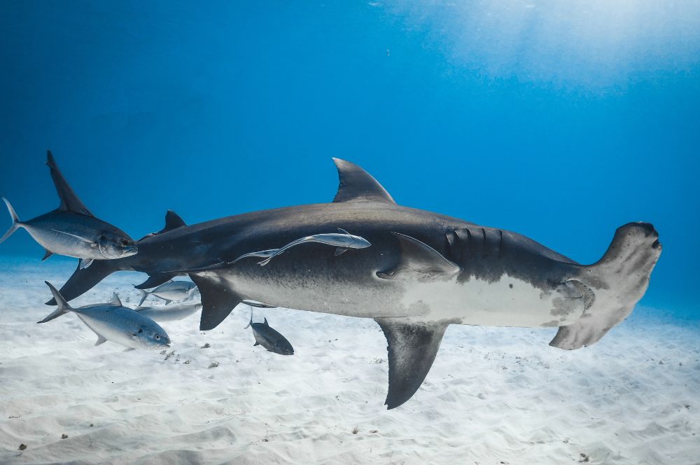 A hammerhead shark swimming in the ocean while hunting for prey.