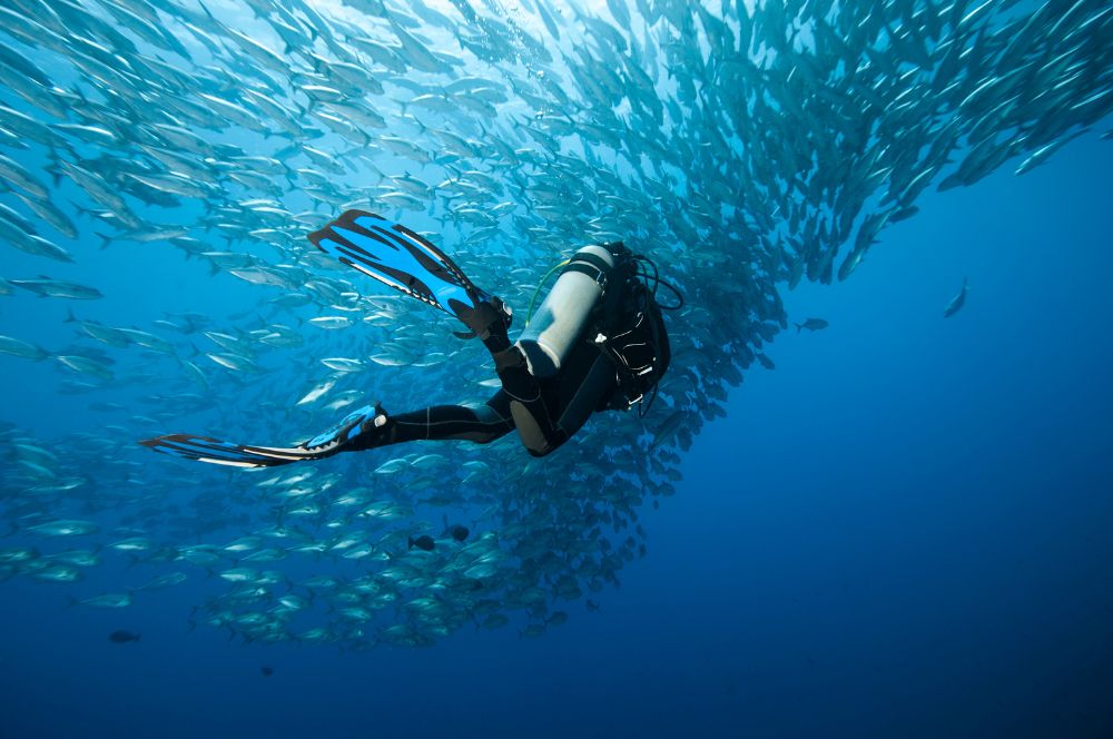 A diver in a wet suit, exploring the underwater world
