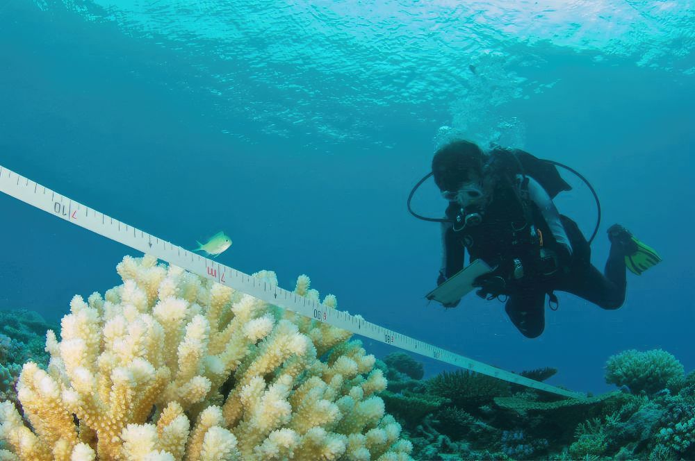 A scientific diver in a wet suit,gathering data underwater