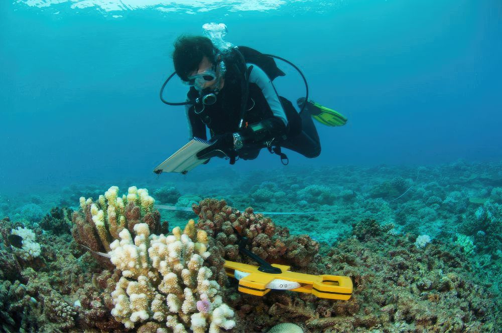 A scientific diver in a wet suit, working underwater