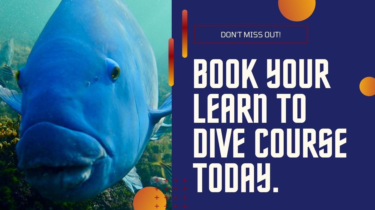 Book Your Learn to Dive Course