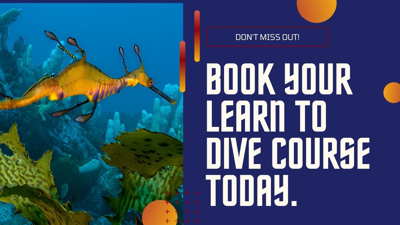 Book your learn to dive course today!