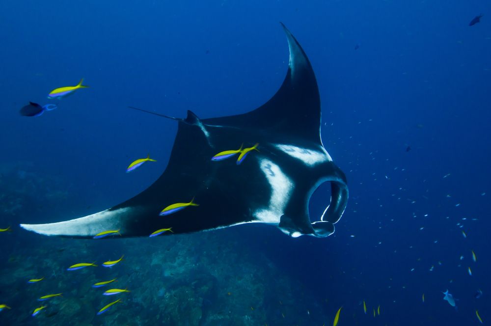 Manta Ray