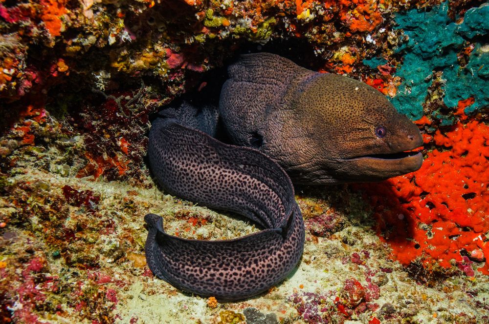 Are eels dangerous?