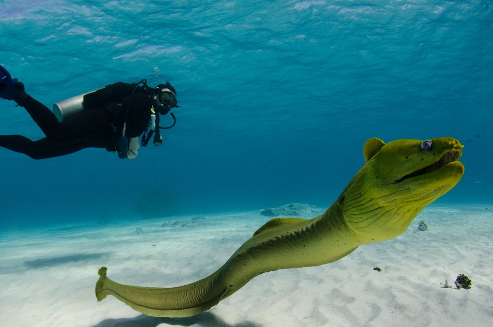 A moray eel swimming  with diver in background