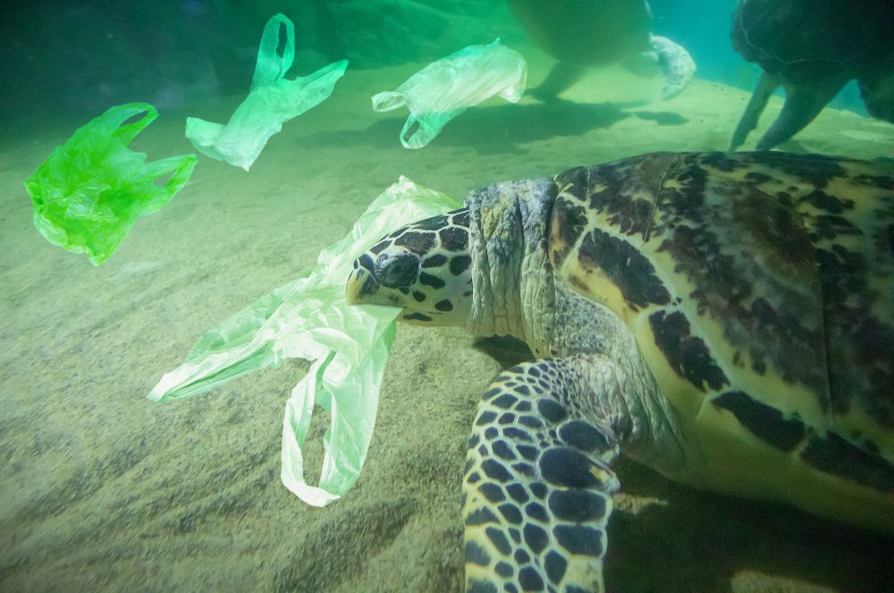 Plastic is a major problem in the ocean