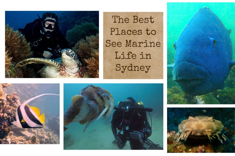 The Best Places To See Marine Life In Sydney