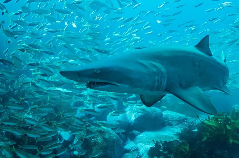  Grey nurse sharks with yellowtail in the background