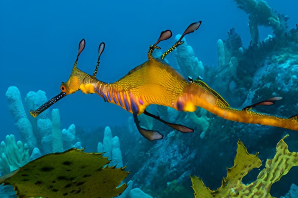 A weedy seadragon in the sponge gardens at the entrance to Botany Bay in Sydney