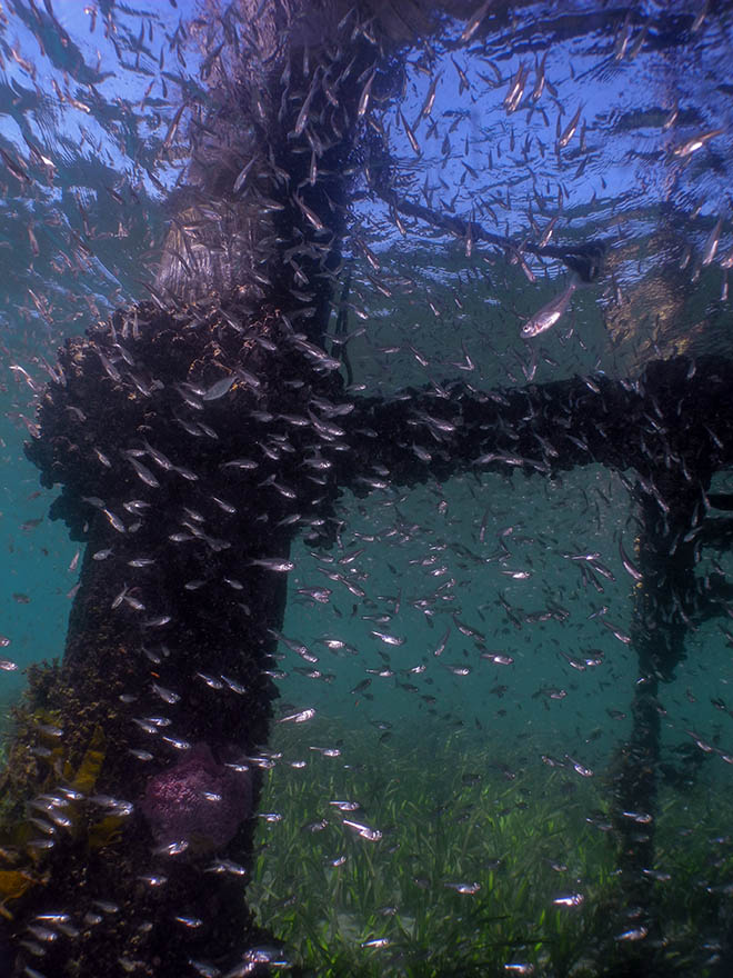 Pier Diving