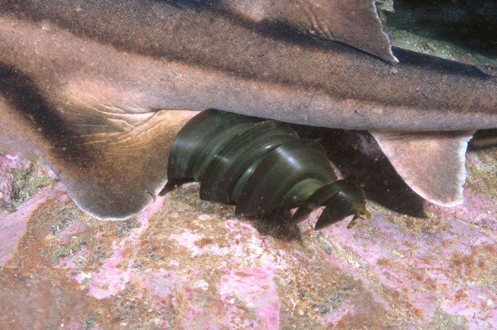 A female Port Jackson shark laying an egg