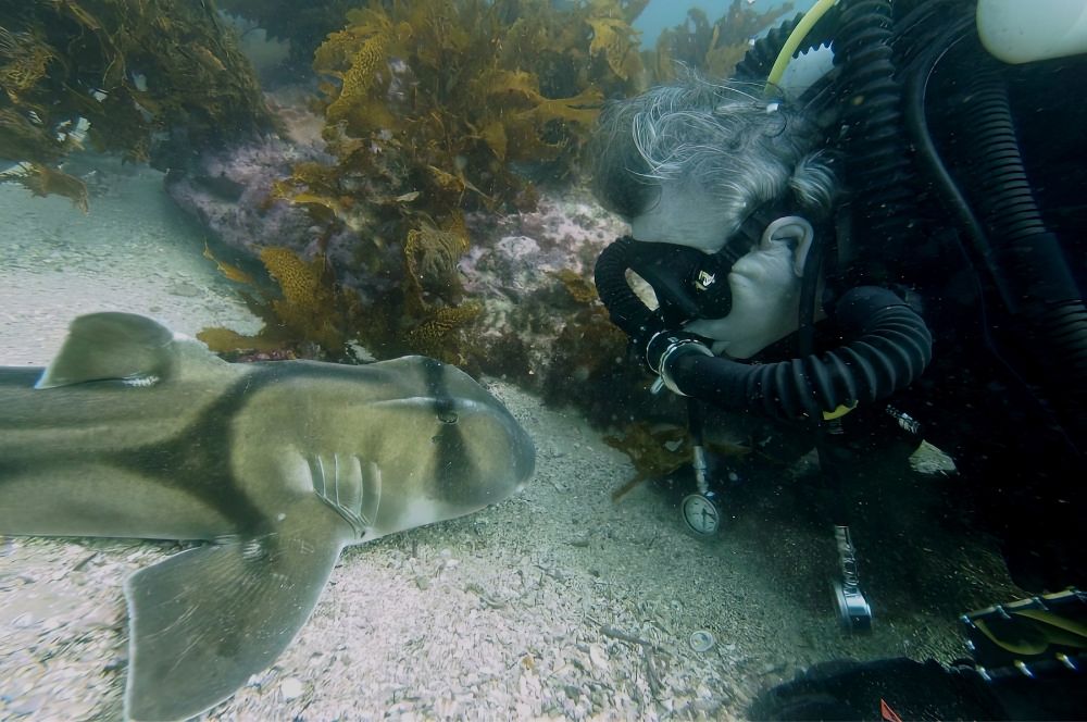 Checking out a port jackson shark at Oak Park