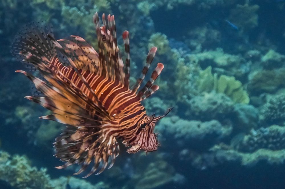 A red lionfish 