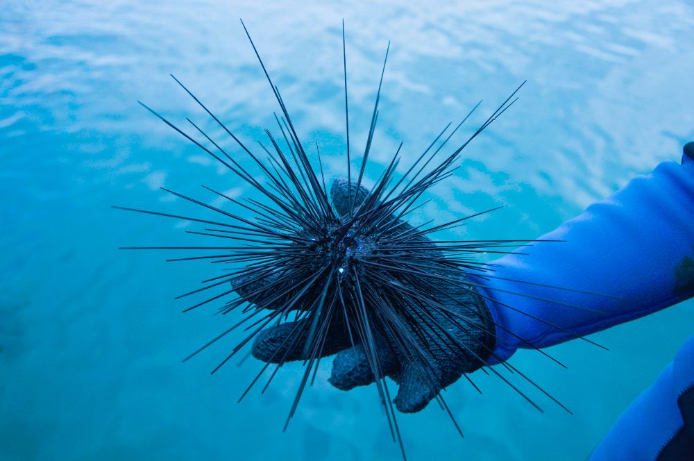 A scuba diver wearing protective gear and taking precautions to avoid sea urchin stings
