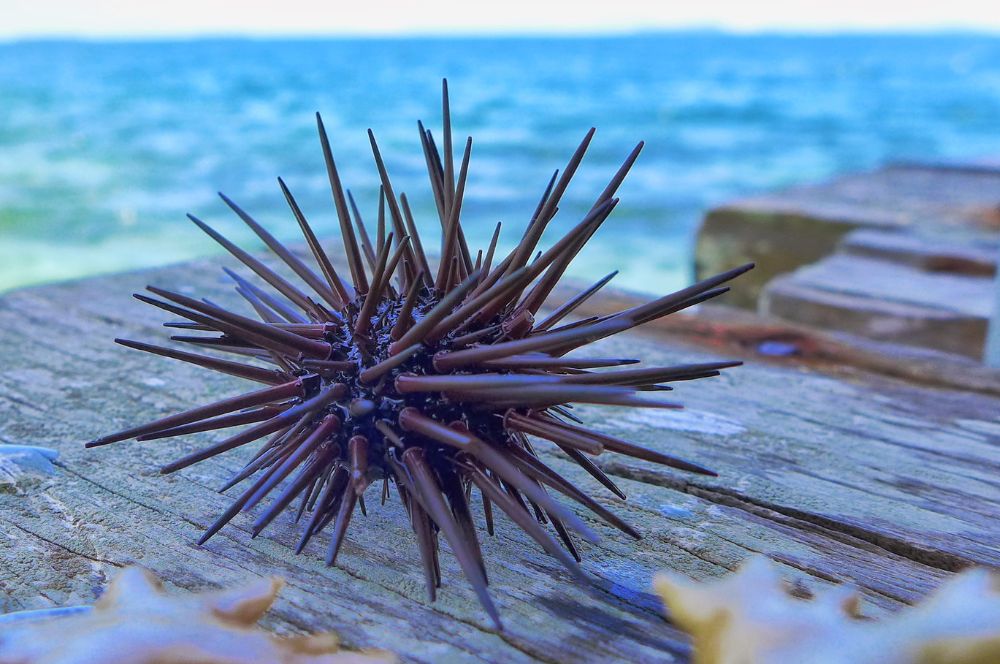 A close-up image of a sea urchin with spines, which can cause painful sea urchin stings