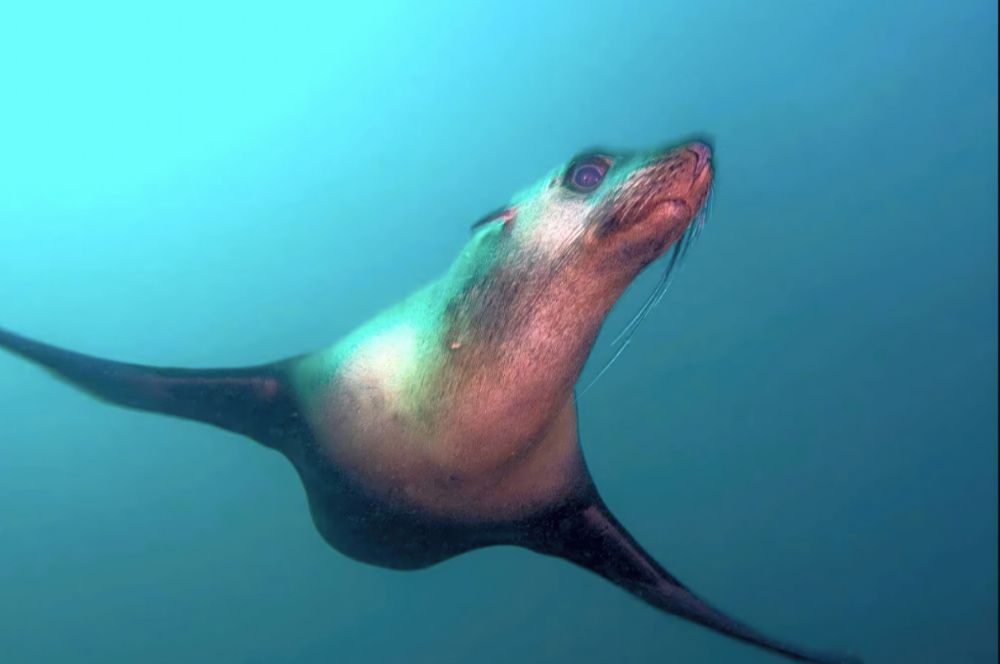 How does a seal dive so well?