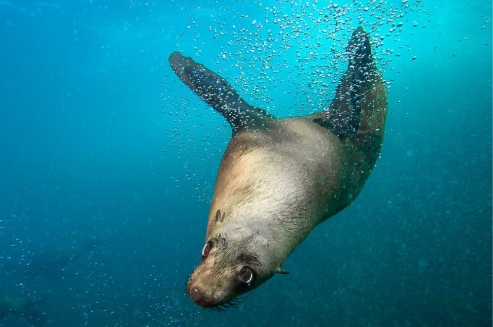 Seals at play