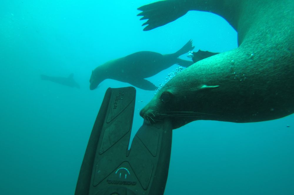 A seal nibbling on a divers fin