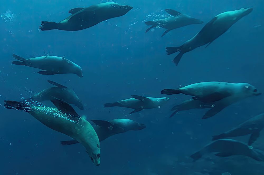 A pod of seals enjoyin the water