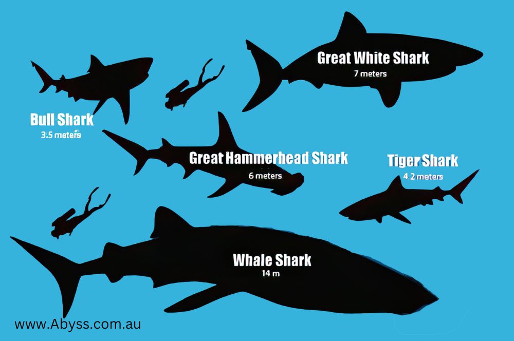 Bull shark compared to other shark species