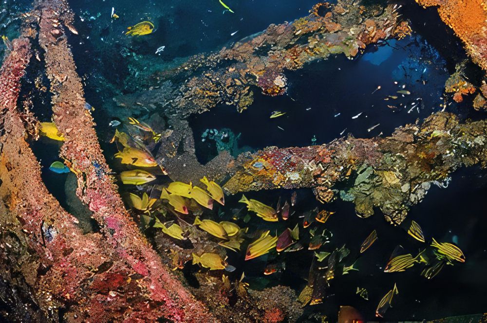 Colorful coral and diverse marine life thriving on the SS Yongala shipwreck.