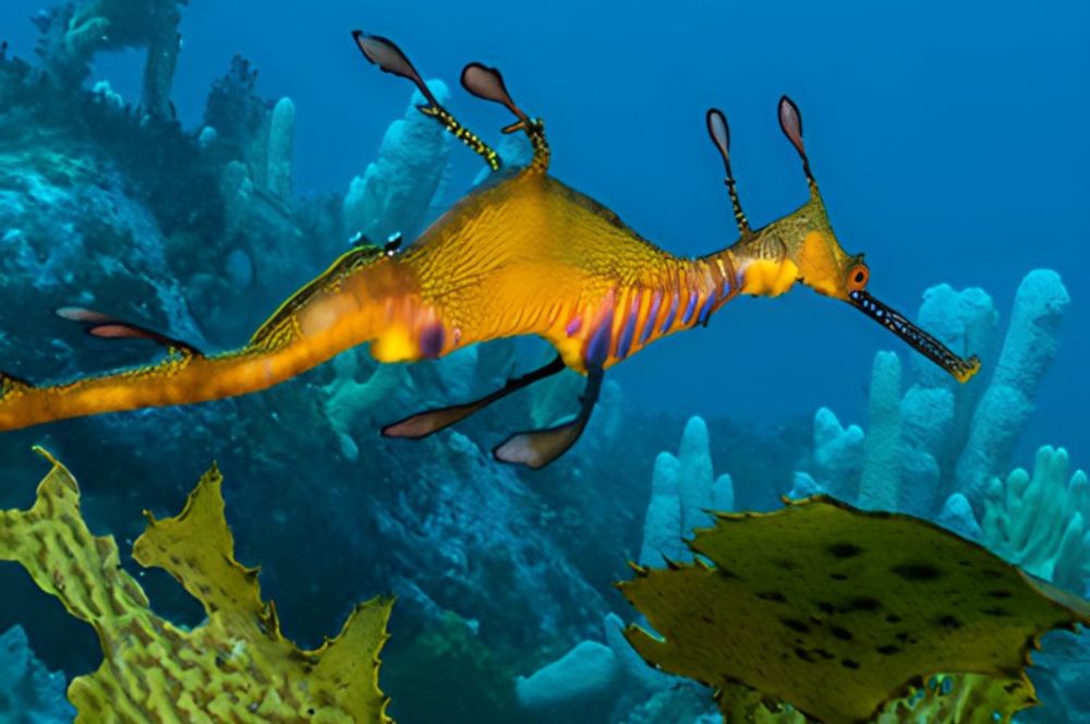 Dive with seadragons…