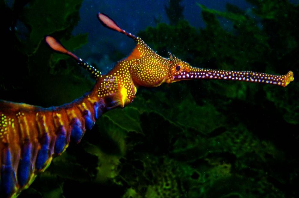 Weedy seadragon with the kelp in the background