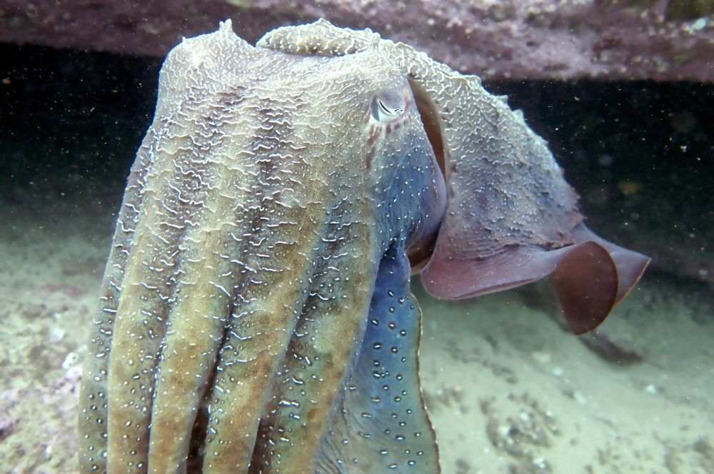 Giant Cuttlefish can be seen from by snorklers