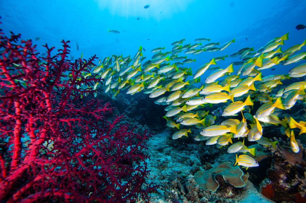 A school of colorful reef fish swimming in a vibrant coral reef environment