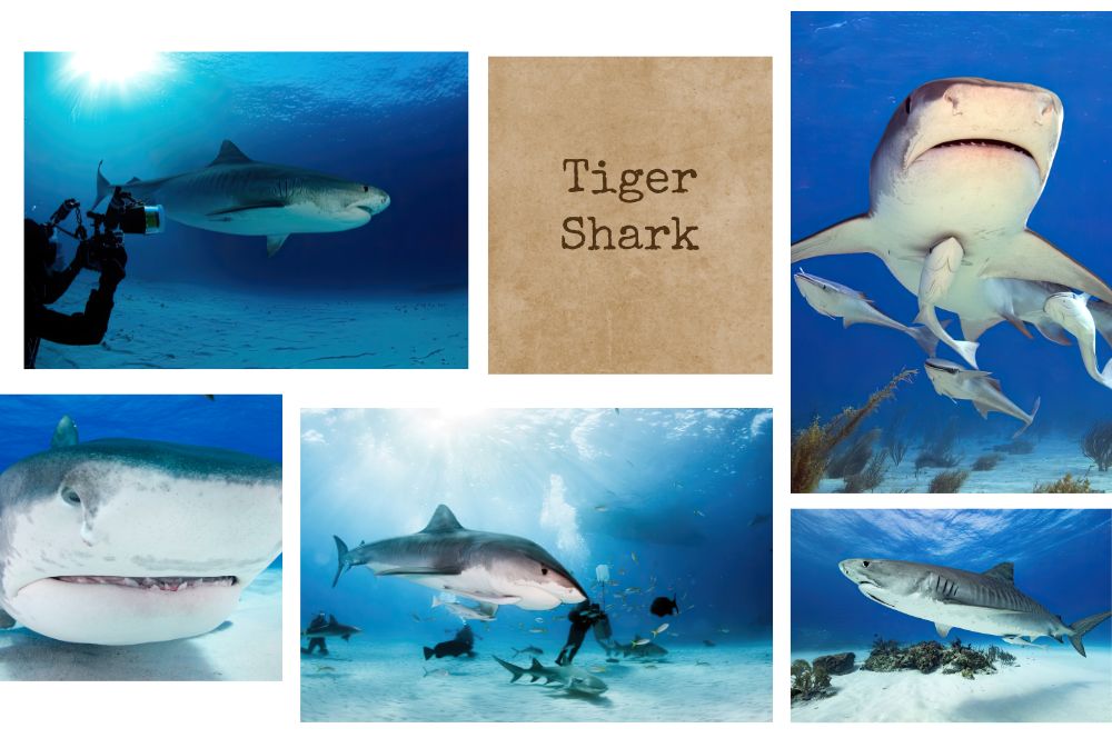 Where Does A Tiger Shark Live? Habitat Of Galeocerdo Cuvier