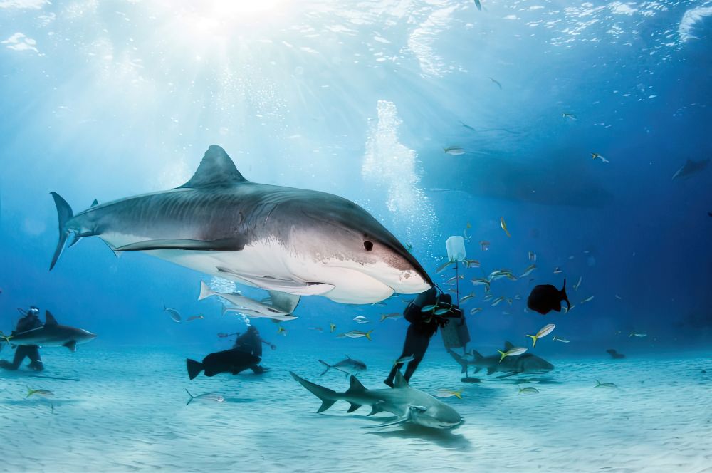 A group of sivers looking at a tiger shark 